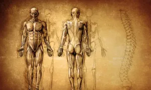 "human biology"